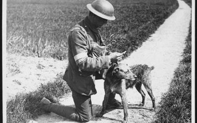 Remembering the Animals Who Served in the First World War