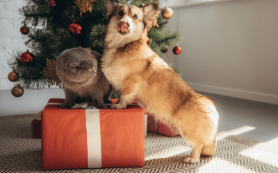 Holiday Gift Ideas For Pets