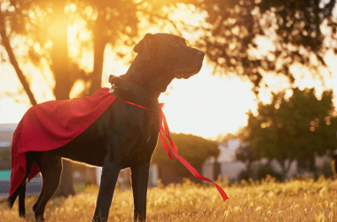 Could Your Pet Be a Life-Saving Hero?