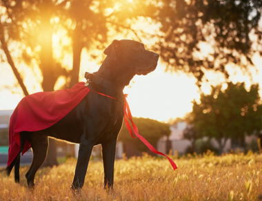 Dog wearing Hero cape