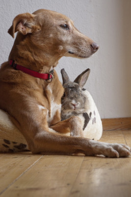 Dog and Rabbit Friends