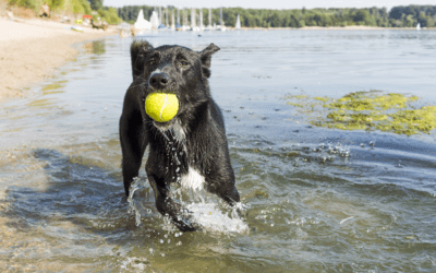 Blue-Green Algae: Danger Lurking in the Water