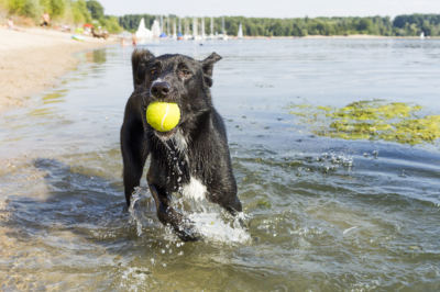 Dog with ball in lake