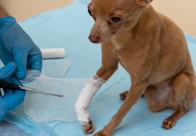 First aid for pets.