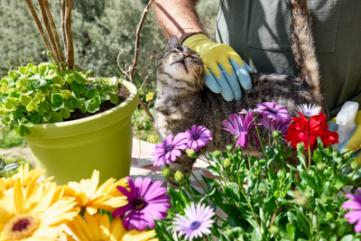 Gardening Cat
