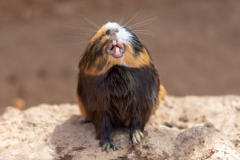 Guinea pig yawns and shows her teeth. The pet is tired. Poster.