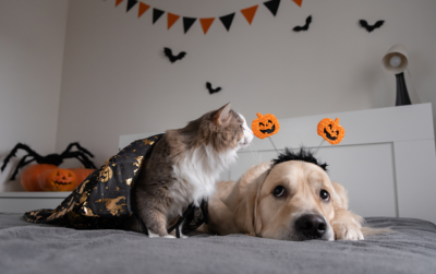 Halloween cat and dog