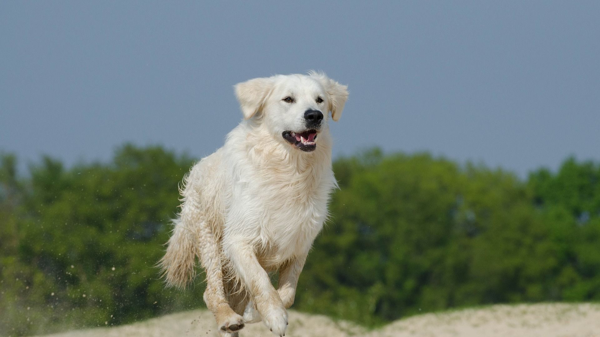 Microchip Pet Identification In Brampton ON Heartlake Vet   Microchipping Banner 