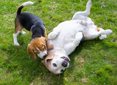 Senior and Puppy Beagles