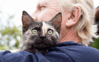 Homeless Cats Are Hidden Healthcare Workers