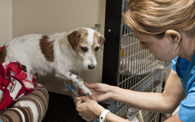 A Salute to Miracle Workers (Veterinary Technicians)