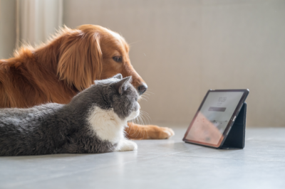 cat and dog watching tablet