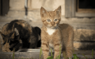 Ginger Cats: What makes them unique is beyond coat-deep