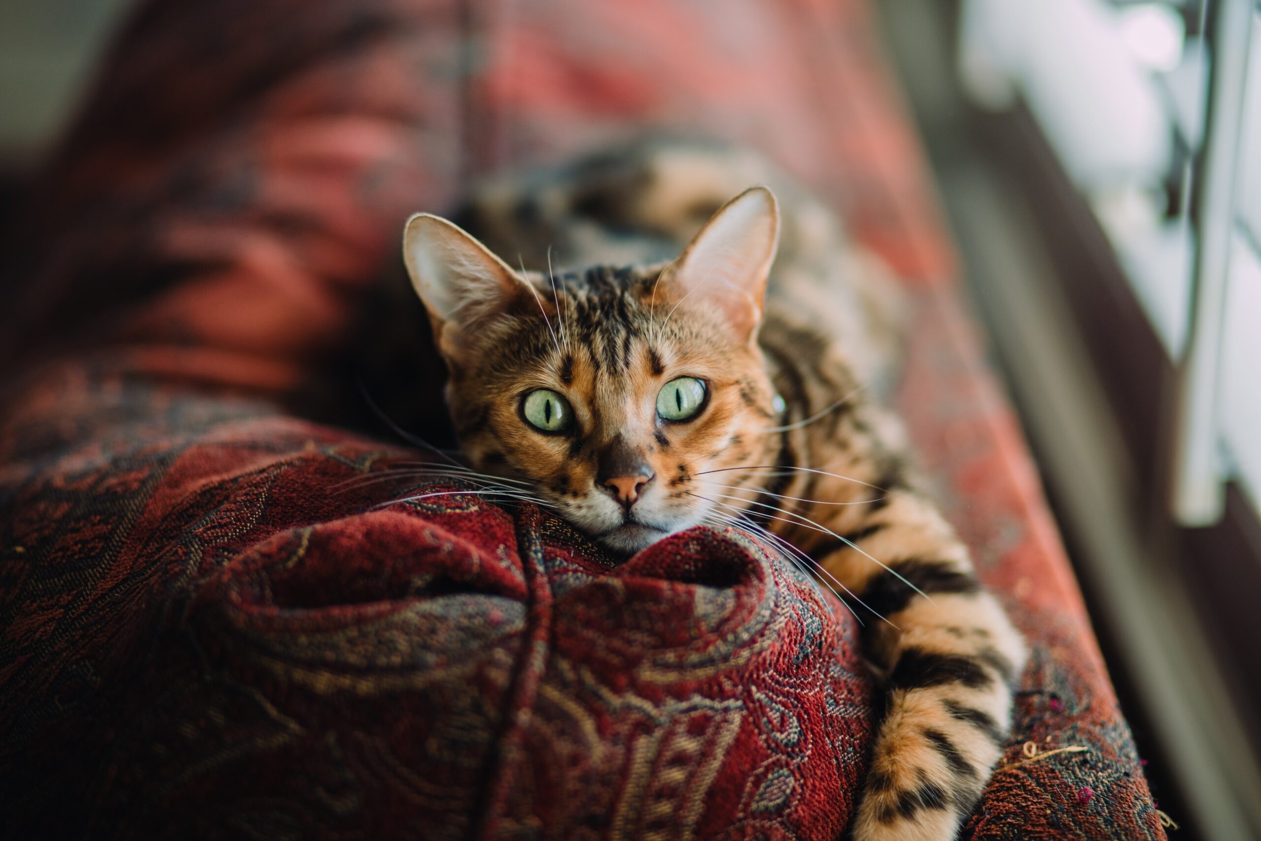 Orange and black cat with green eyes laying on couch