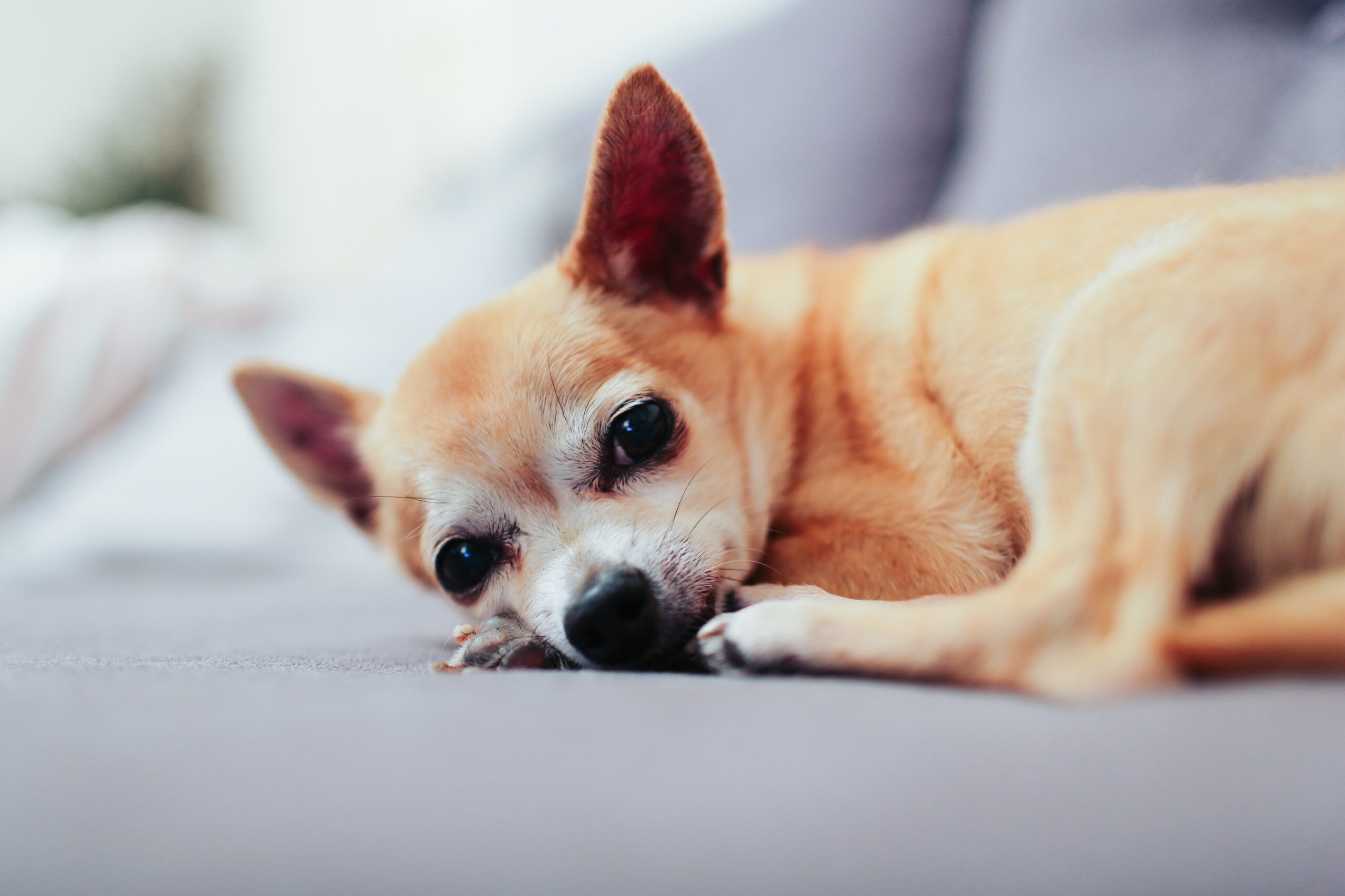 Old Chihuahua laying on the couch looking tired