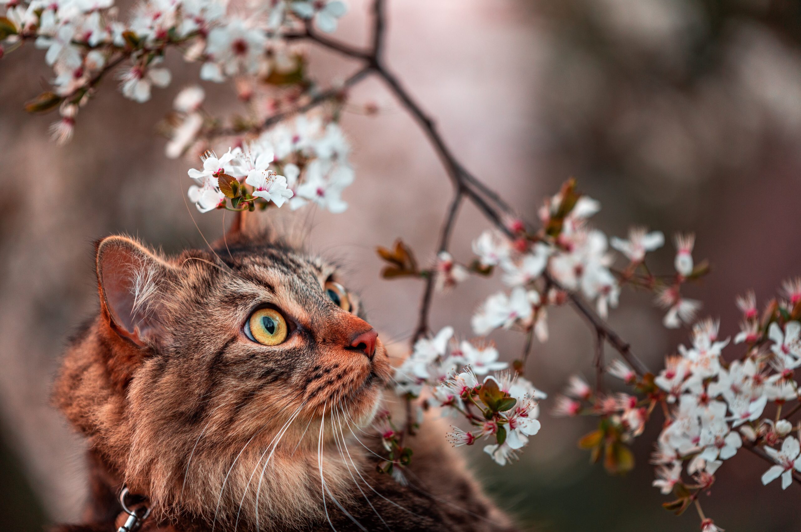 Brown long-haired cat by a cherry blossom tree