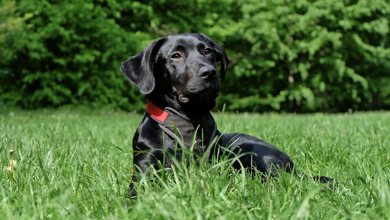 Black Labrador Retriever lying on the grass