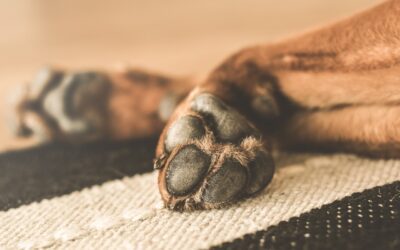 When to Seek Emergency Care for a Limping Pet