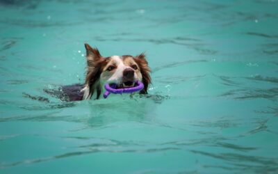 Keeping Pets Safe While Swimming