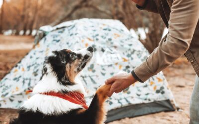 Use These Tips When Camping With Pets