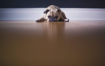 5 Helpful Strategies to Ease Your Pet’s Anxiety
