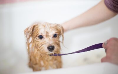 Selecting the Ideal Shampoo for Your Canine Companion’s Coat