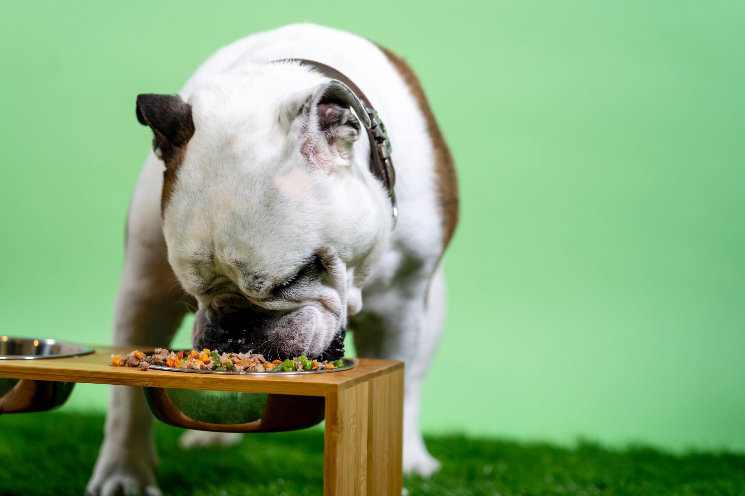 Bulldog eating a bowl of food