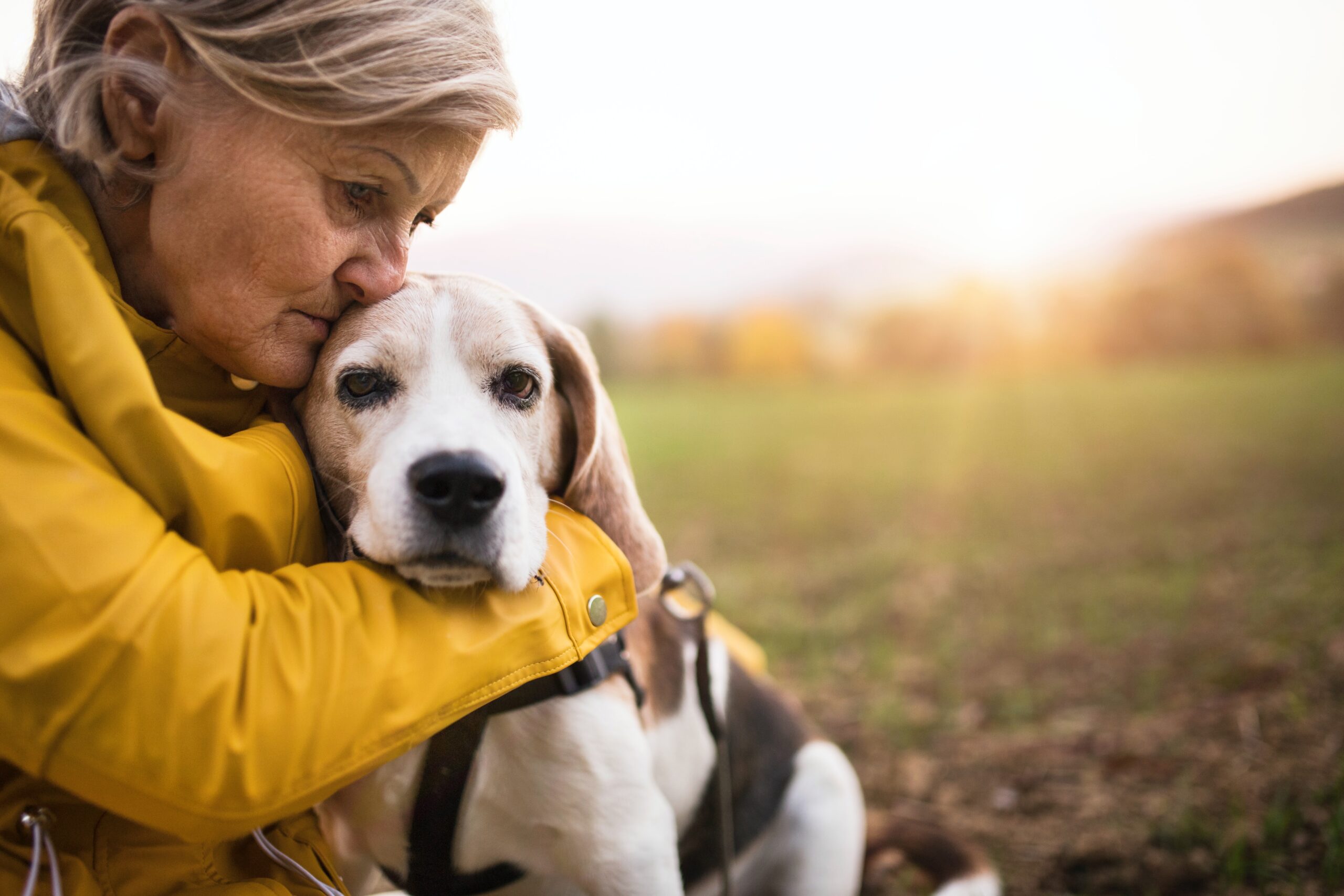 Old beagle being embraced by their owner in a yellow coat at sunset
